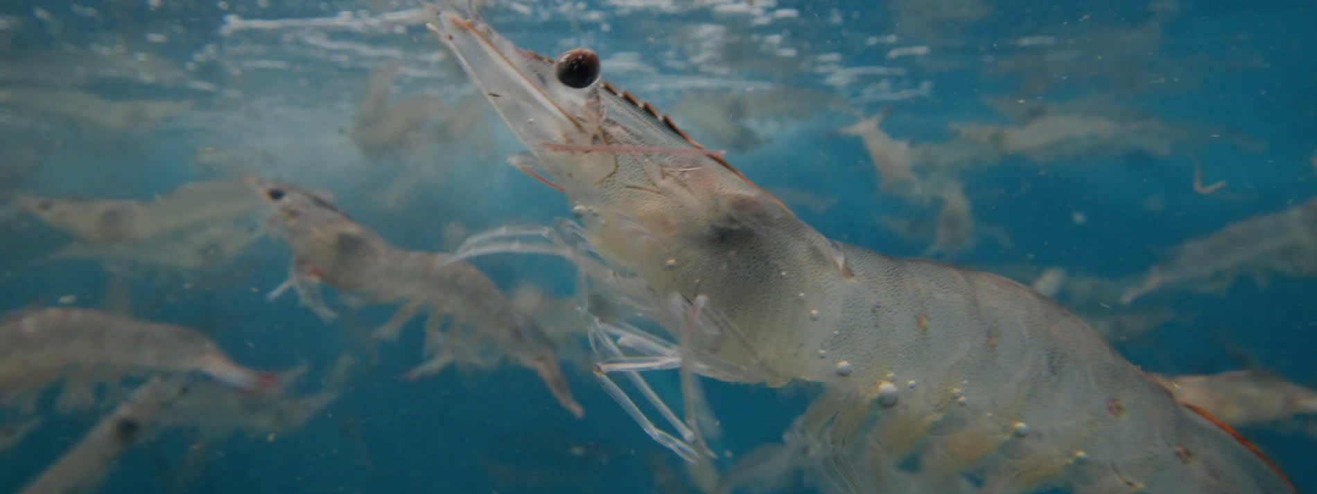 underwater shrimp naturalshrimp