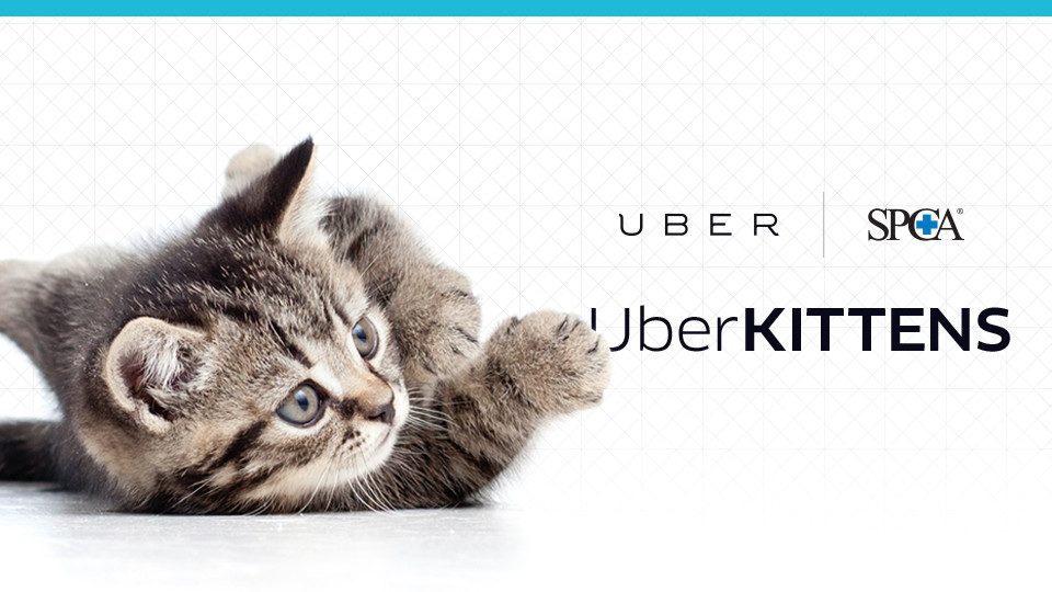 uber kittens